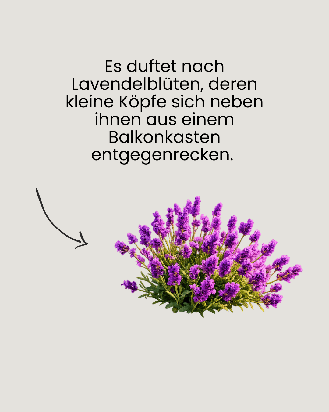 Lavendel